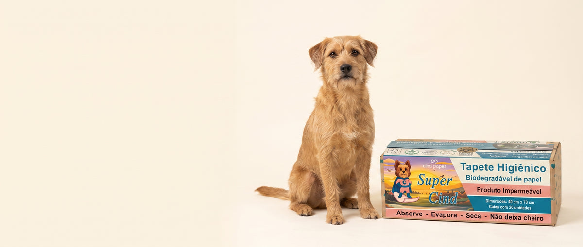 Cão vira-lata ao lado da caixa CindPaper