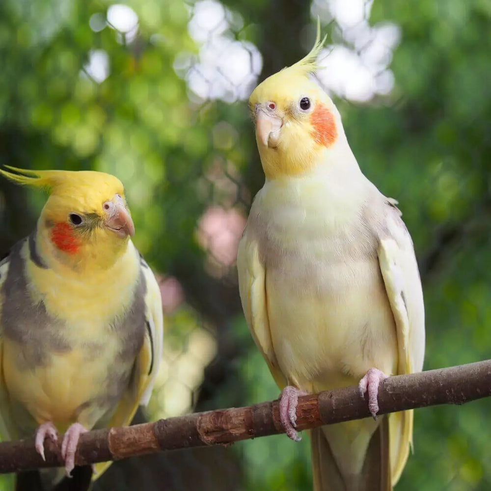 Aves